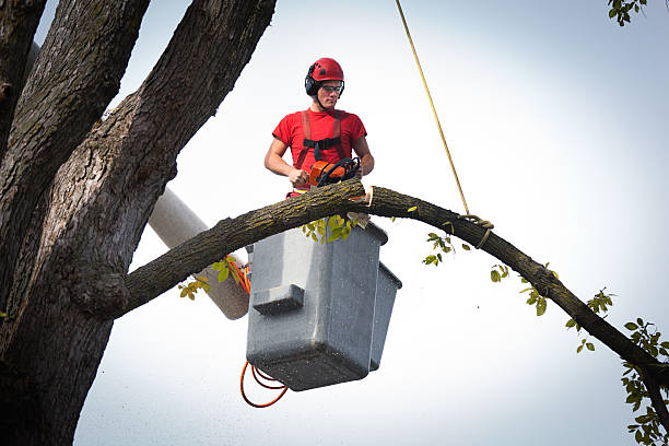 Best Tree Trimming Near Me  in Robbins, NC